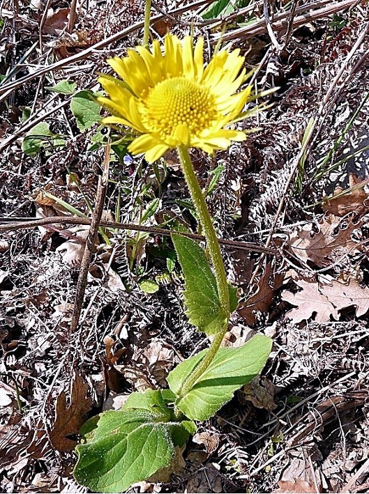 Doronicum cfr. orientale